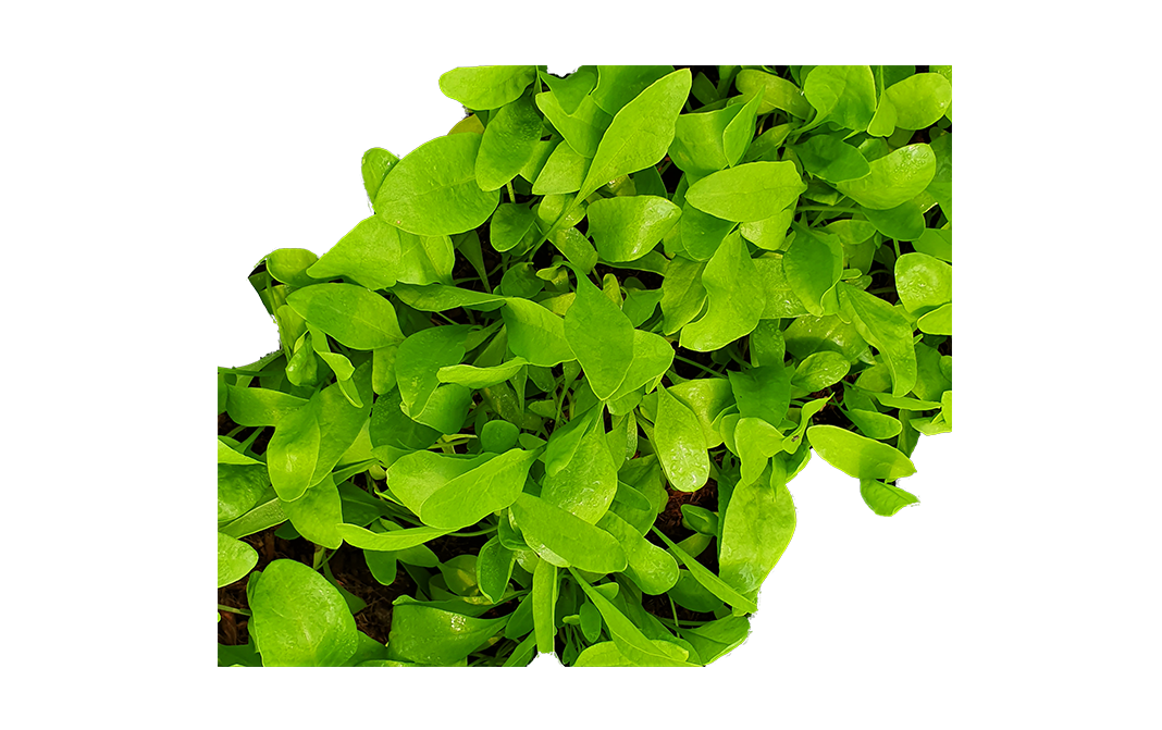 Simply Fresh Hydroponics Spinach-LG    Box  250 grams